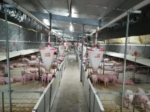 牧原股份净利大增养殖业茅台呼之欲出