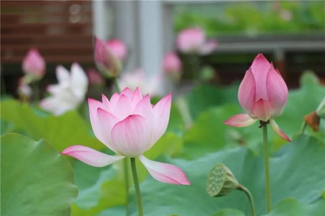 清风徐来,花影摇曳!龙港这里荷花盛开