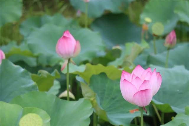 清风徐来花影摇曳龙港这里荷花盛开