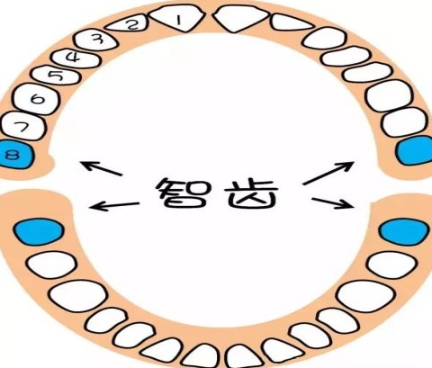 智齿的起源与"灭亡"