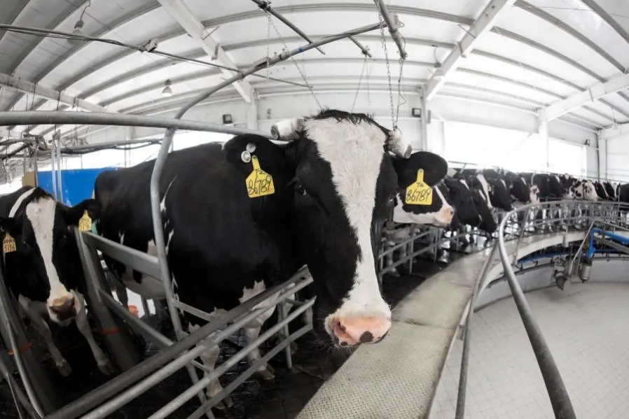 伊利荣获国家动物健康与食品安全创新联盟“杰出贡献奖”