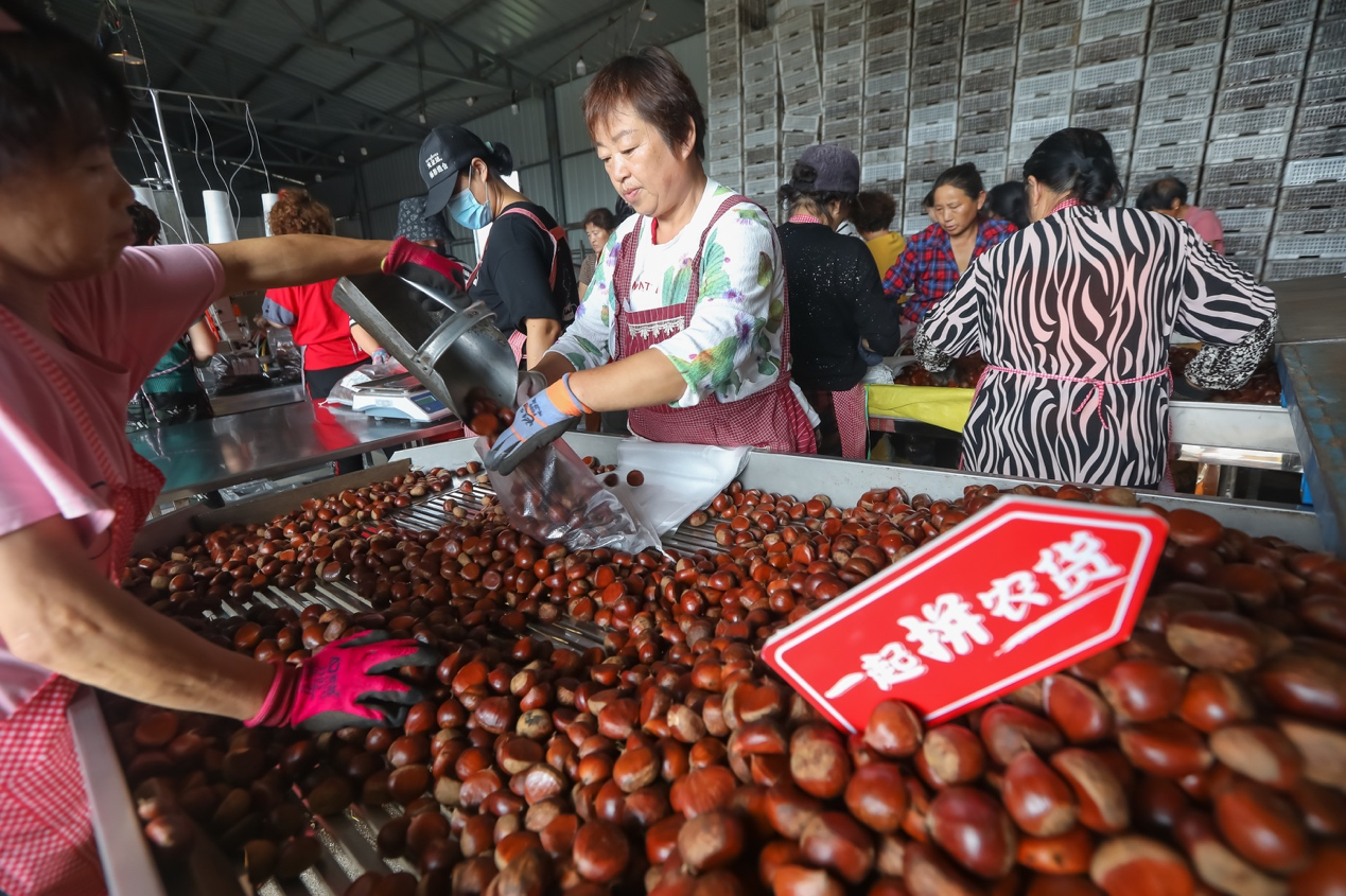 追栗人：立足罗田，打通中国板栗产业链