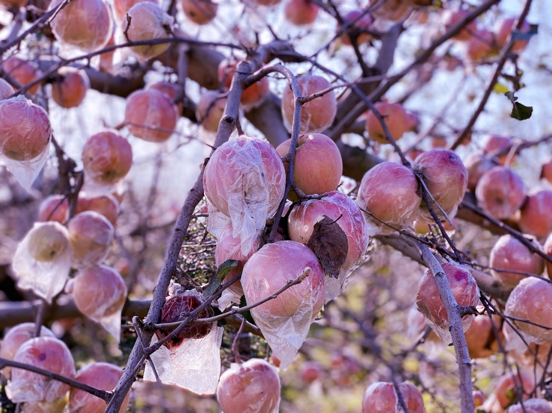 运城苹果:拼多多10亿级优质农产带诞生记