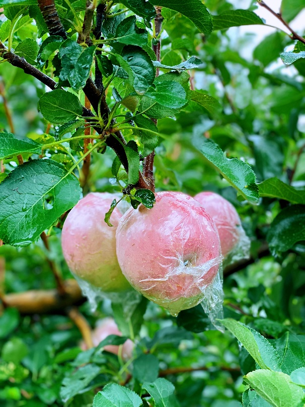 运城苹果:拼多多10亿级优质农产带诞生记