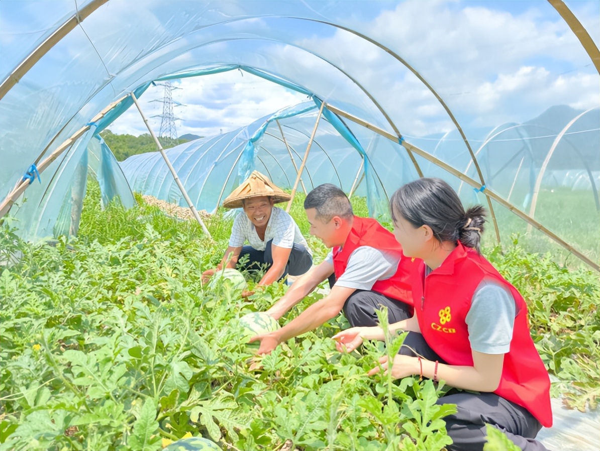 一半瓜甜，一半蔗香，稠州银行搭起共富桥