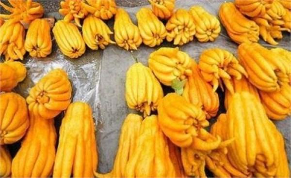 佛手瓜可以减肥吗 佛手瓜的热量