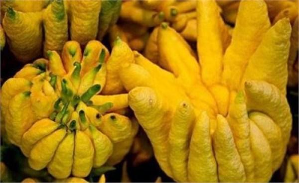 佛手瓜可以减肥吗 佛手瓜的热量