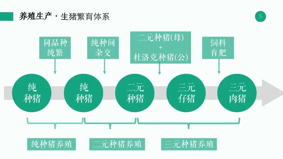 读懂两万亿产值的生猪产业链:养殖,供给,期货合约和交割制度