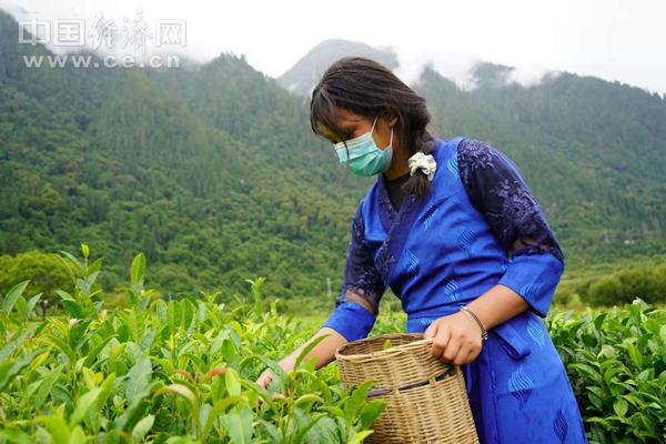 走进易贡茶场感受茶马古道上的汉藏情图