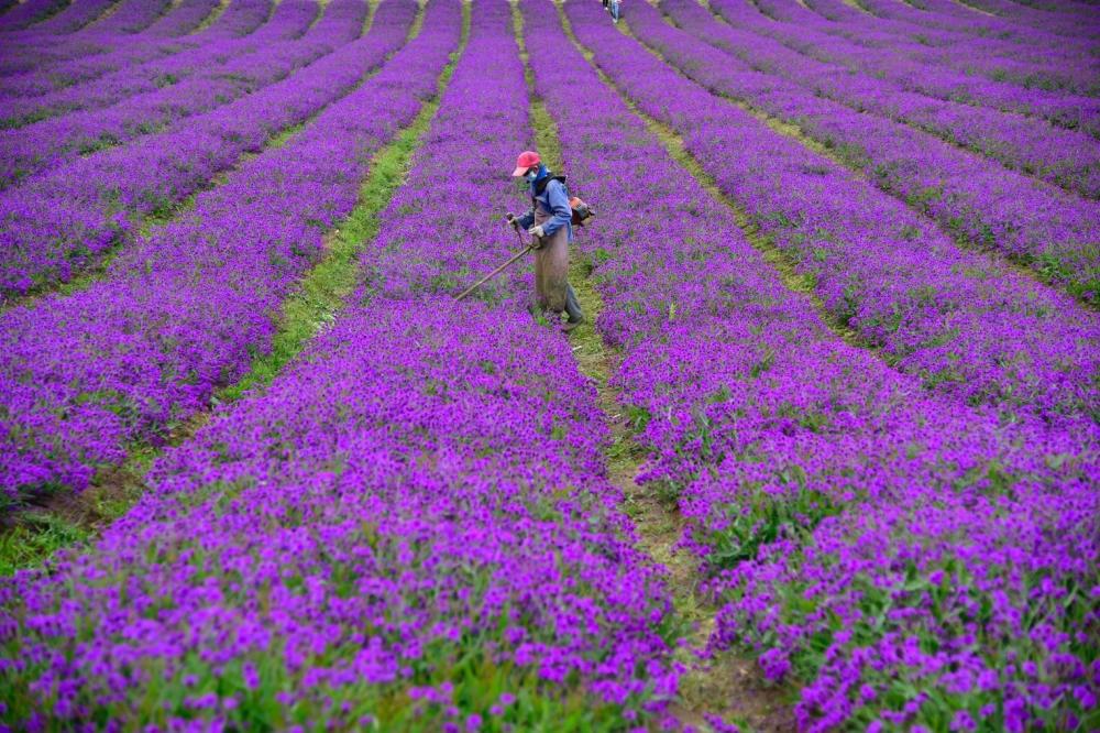 如今的大黑河——河畔花海 摄影李永刚