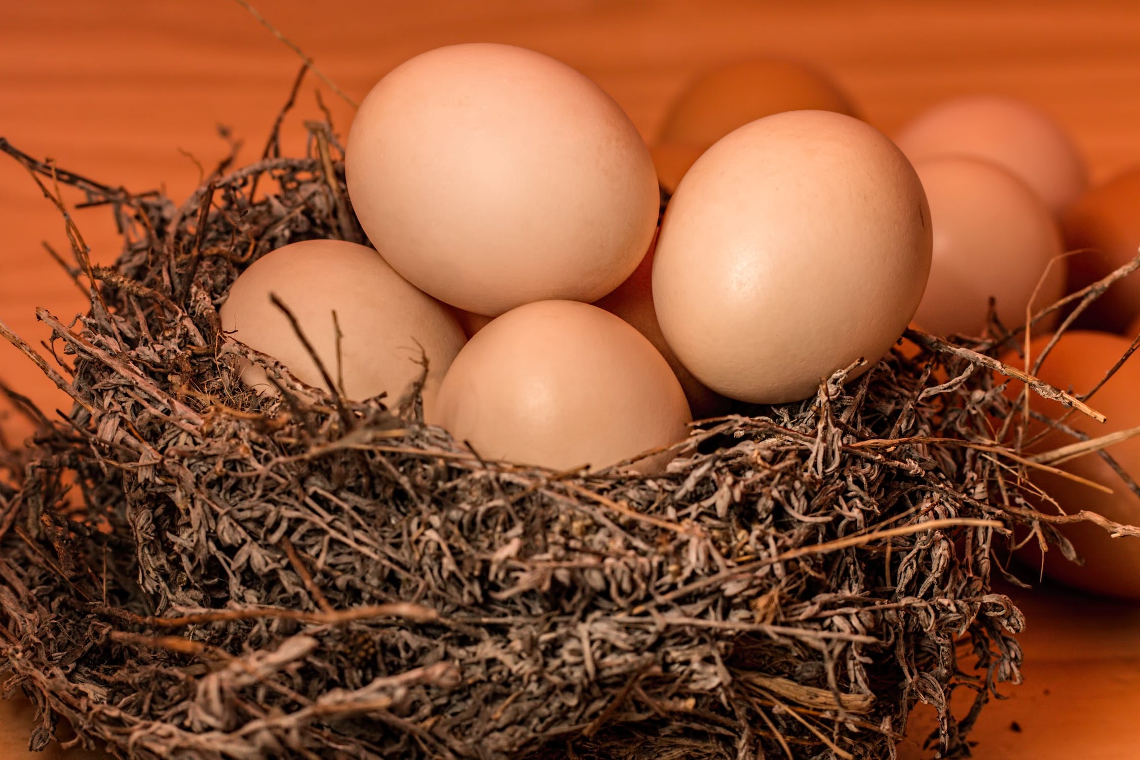 crowded-nest-egg-full - 副本.jpg