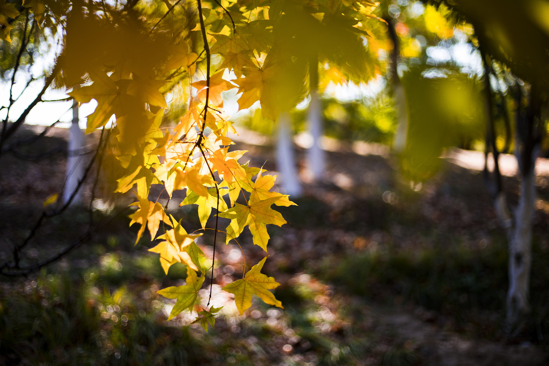 东盛：晚间EIA尚在，等候原油的回调272 / author:Dongsheng Caishi / PostsID:1583823