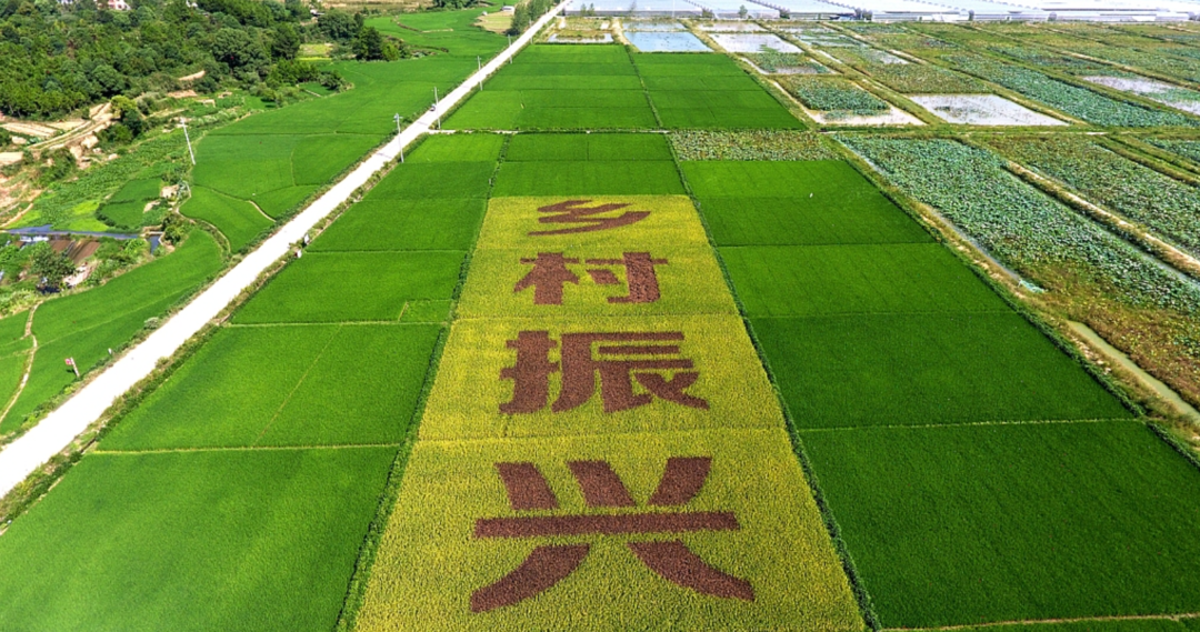 全面推进乡村振兴需从五方面着力_中金在线财经号