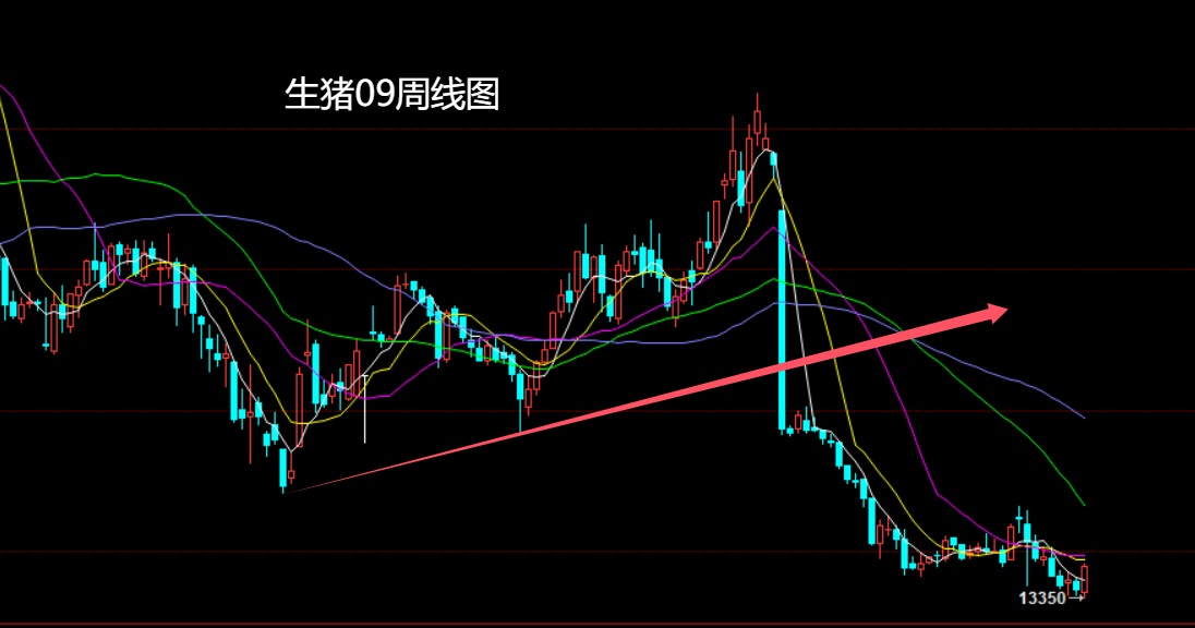 1749951324547868.jpg 生猪.jpg