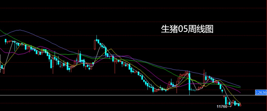 1765589774446368.jpg 生猪.jpg