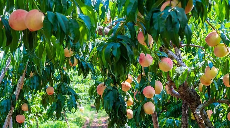 1772260935521691.jpg 图片 3.jpg