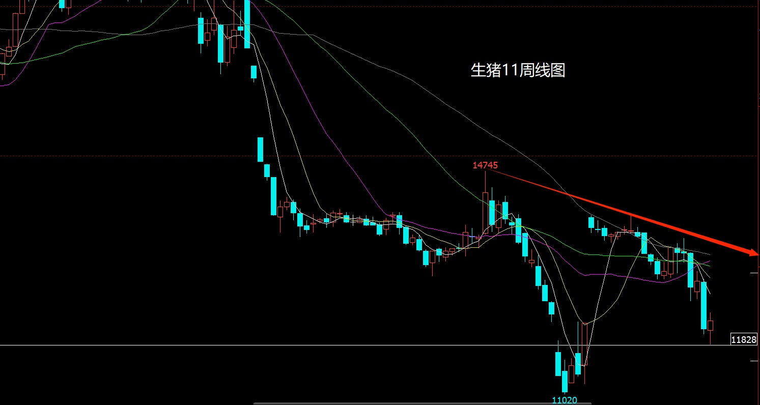 1775964603701597.jpg 生猪.jpg