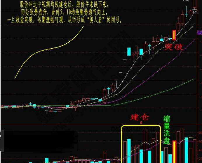 美人肩形态图片