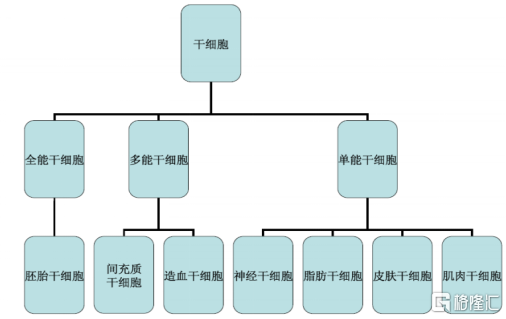 千亿美元前景的"万用细胞":干细胞