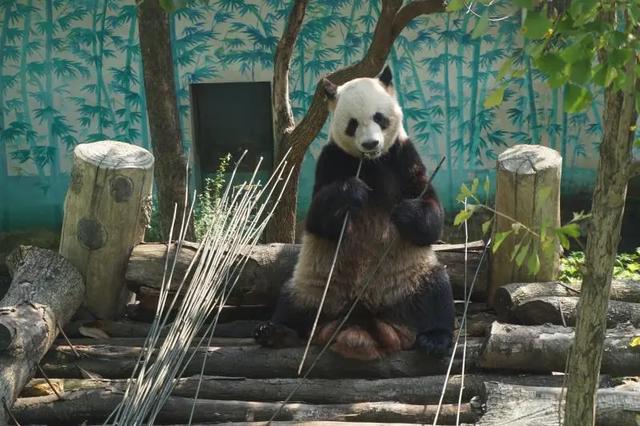 来温十年的大熊猫兄弟乘飞机回娘家温州动物园明年5月再迎
