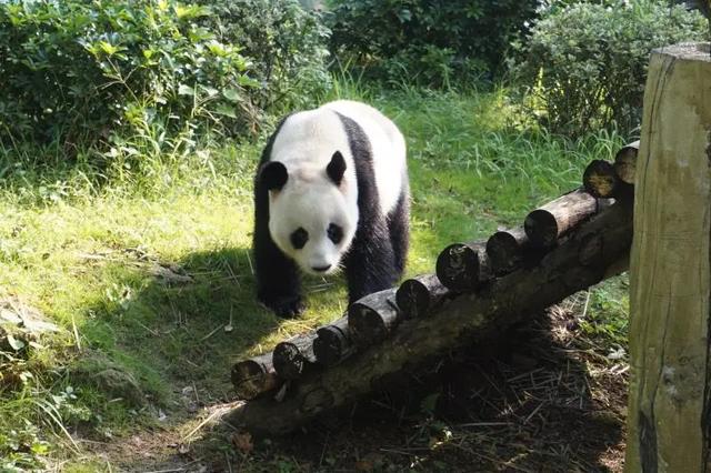 來溫十年的大熊貓兄弟乘飛機回孃家溫州動物園明年5月再迎