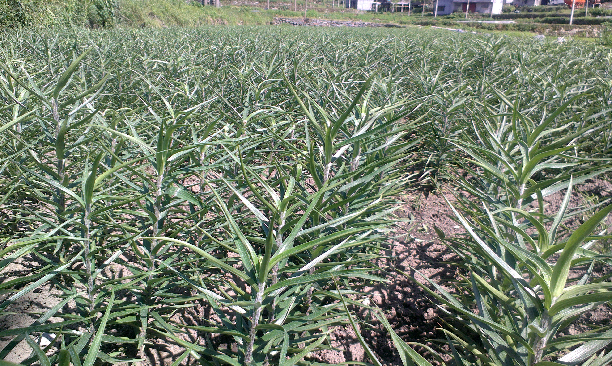 百合種植面積平穩增長湖南龍山百合幹批發採購價格行情穩定