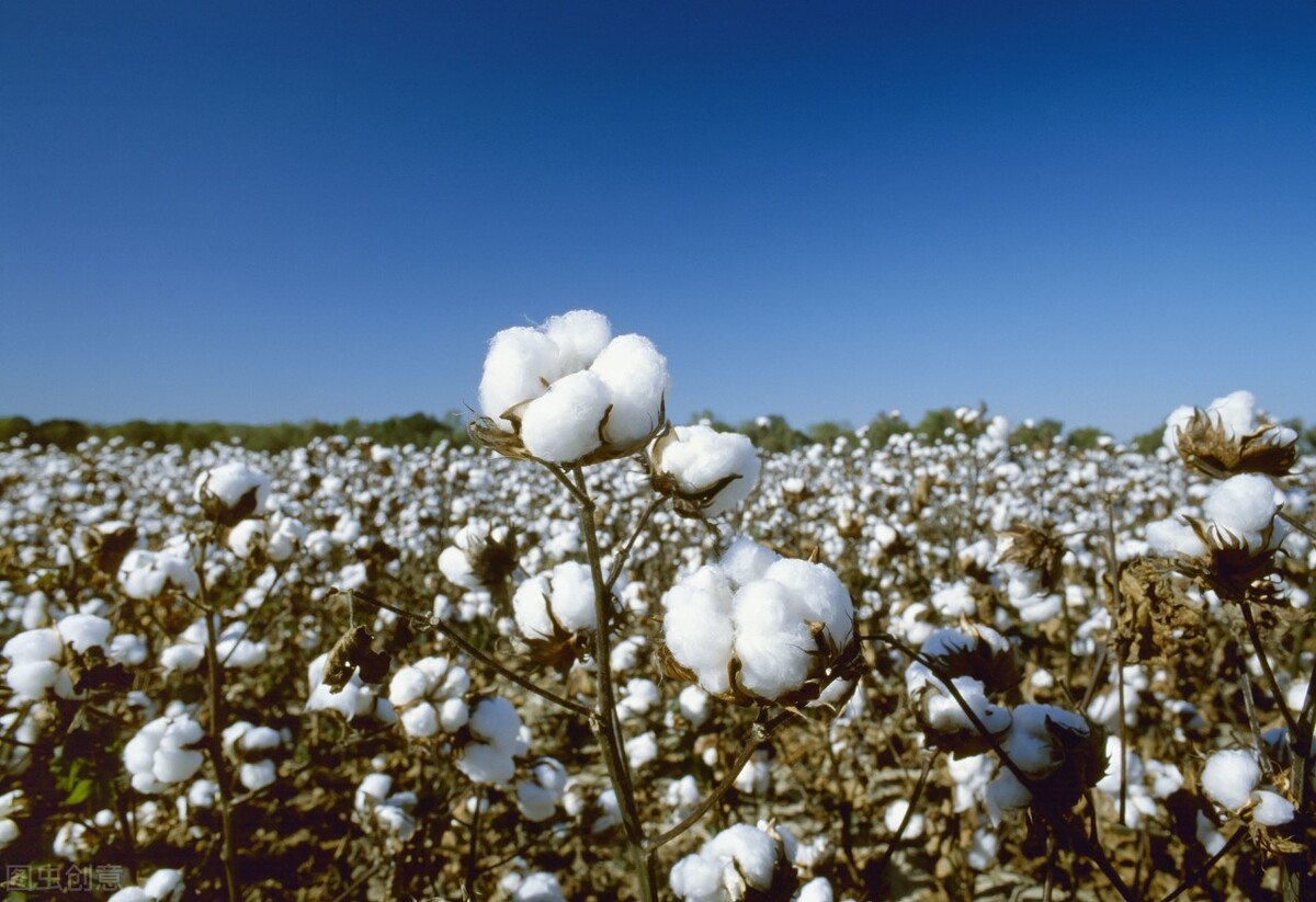 期场守望者棉花期货表演上冲千点行情为什么爆发这么大