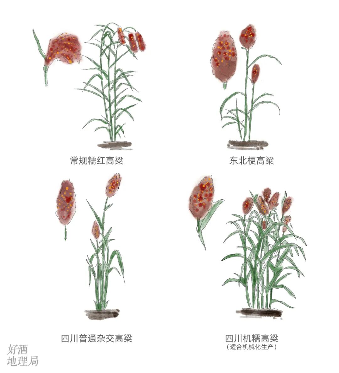 川南黔北酒与粱的天作之合高粱记Ⅱ