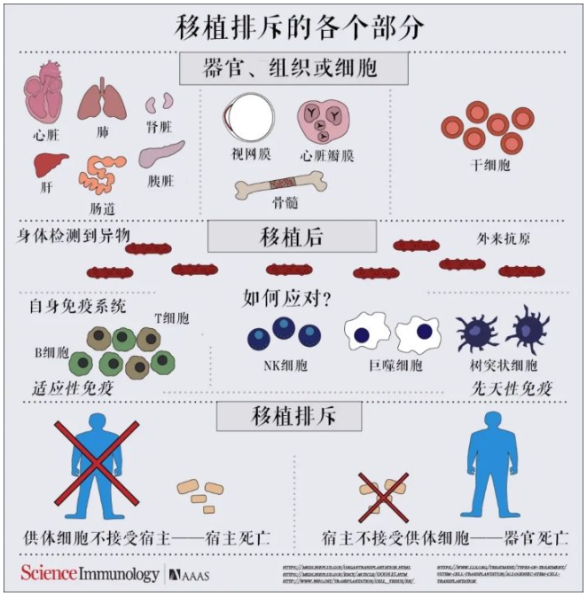 生猪第三拱丨一头拯救人类的猪