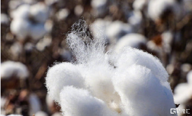 一团棉花引发的口水战