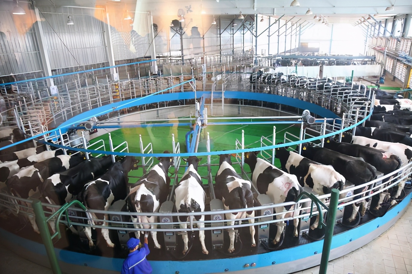 君乐宝创新了奶牛全方位精准营养保障控制模式和"种养 " 标准化牧场