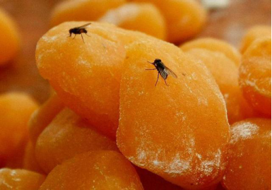 苍蝇造访过的食物到底有多脏 如何预防苍蝇"安家落户"_中金在线财经号