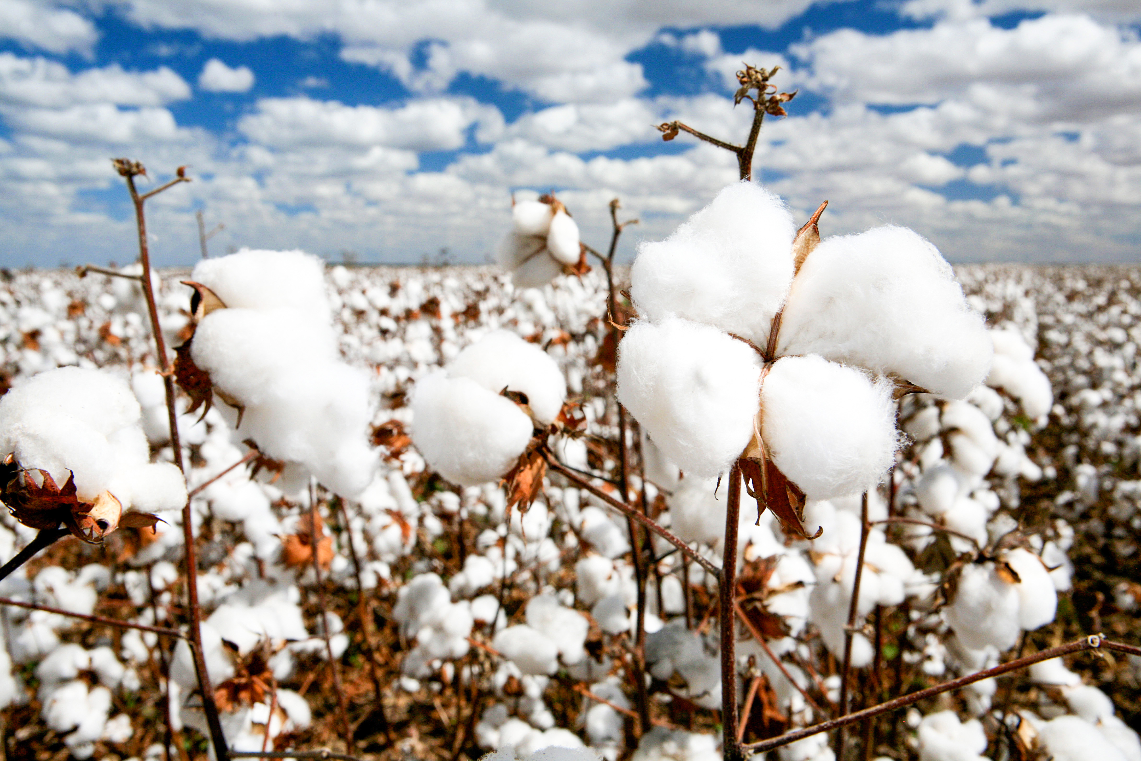 金金乐道丨阿迪达斯扭亏为盈后新疆棉花怎么样了