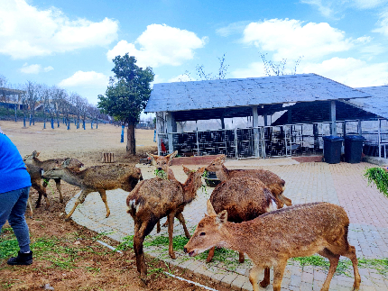 江蘇少兒成長體驗欄目剪刀石頭布走進金牛湖野生動物王國