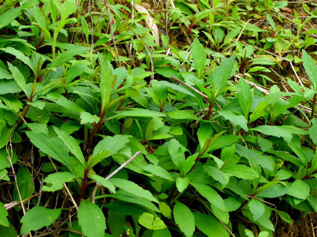 吃草界的天花板最具食用价值的14种野菜餐桌上的爱马仕