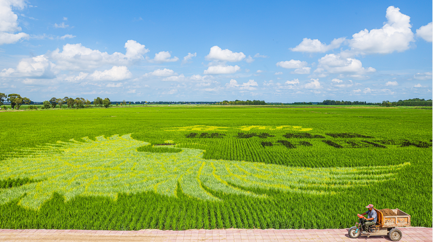 科技赋能东北农业崛起和美泰富旗下金鹤大米直播出圈
