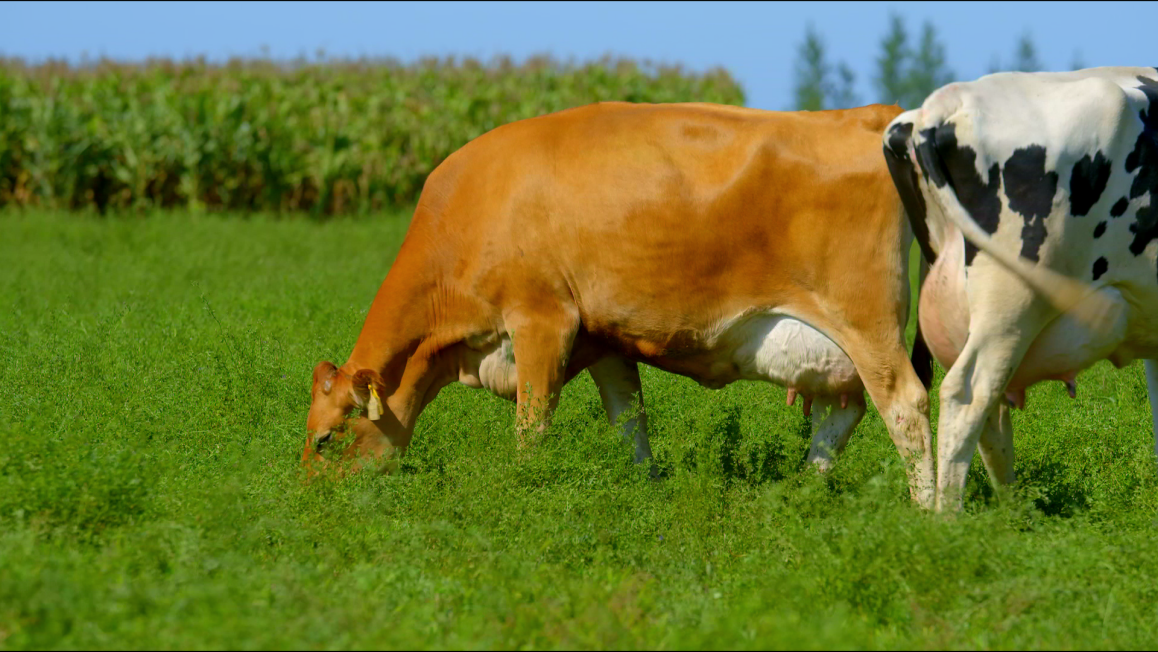 前瞻布局娟姗牛乳产业链辉山牛奶借品牌焕新重磅推出高端娟姗奶