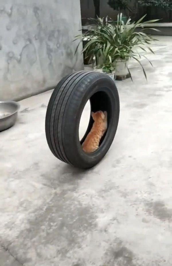 猫咪跑进轮胎里玩耍,男子在一旁看傻眼,网友:遇到下坡路咋办?