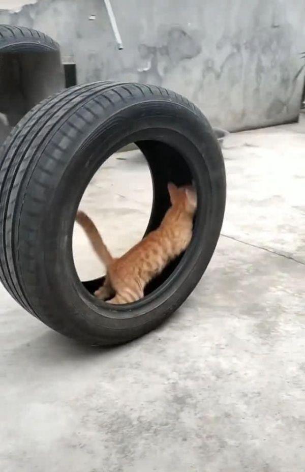猫咪跑进轮胎里玩耍,男子在一旁看傻眼,网友:遇到下坡路咋办?