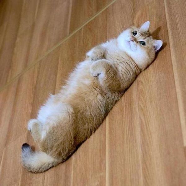 懒猫坐拥76万粉丝靠吃喝玩乐卖萌为生却热心公益救助流浪猫