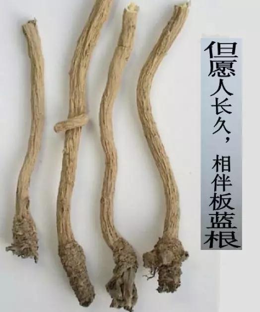 板蓝根是怎么炼成国民神药的带你走进板蓝根进阶史