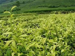 文化旅游正盛湖13凭什么出彩于宜南