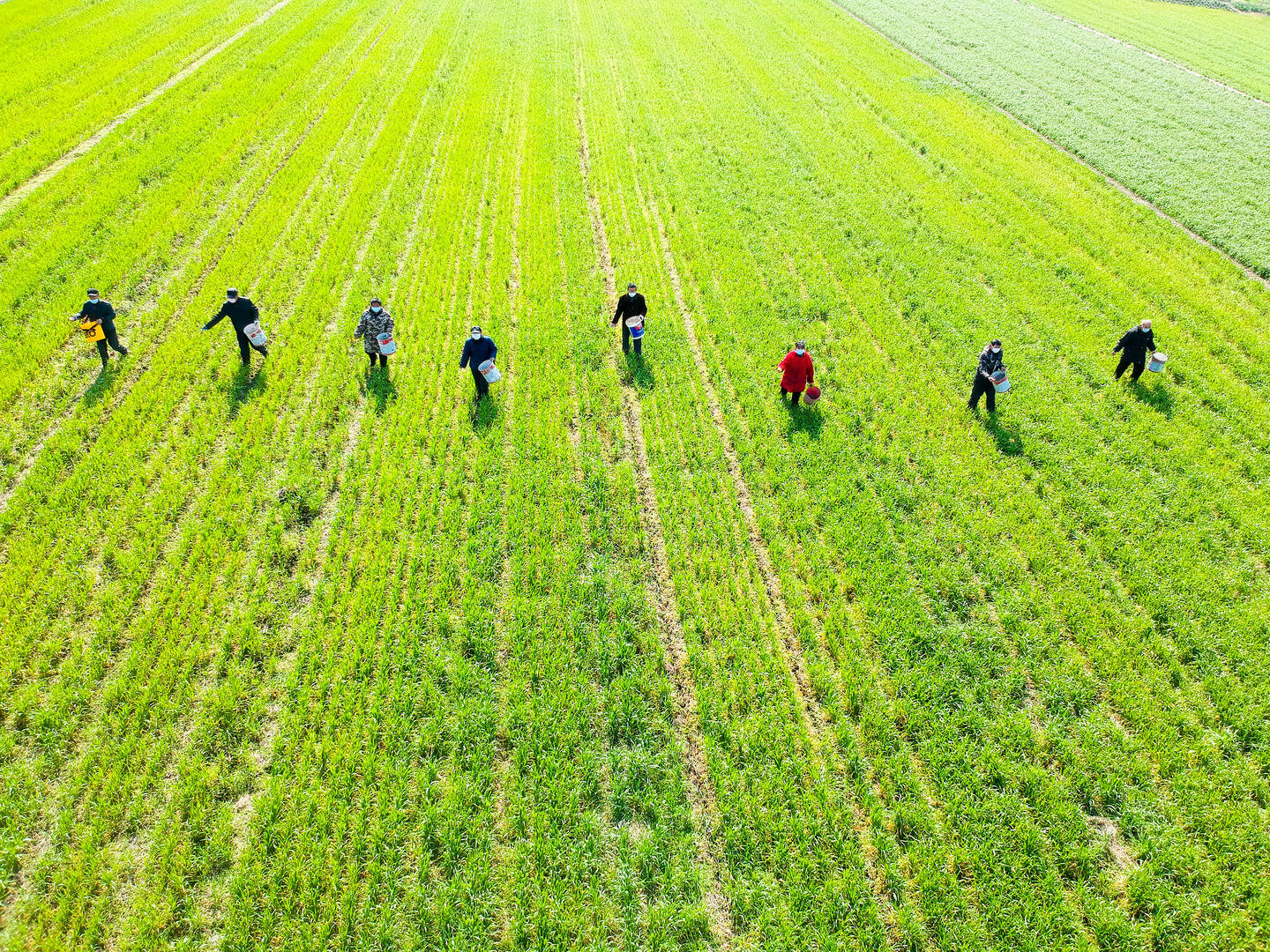 各地春耕陆续推进转基因板块异动拉升敦煌种业大北农等股价上涨