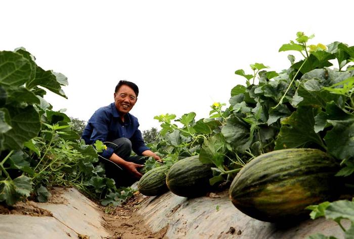 甘肃民勤:优品种拓销路 蜜瓜产业"精准"升级"强引擎"_中金在线财经号