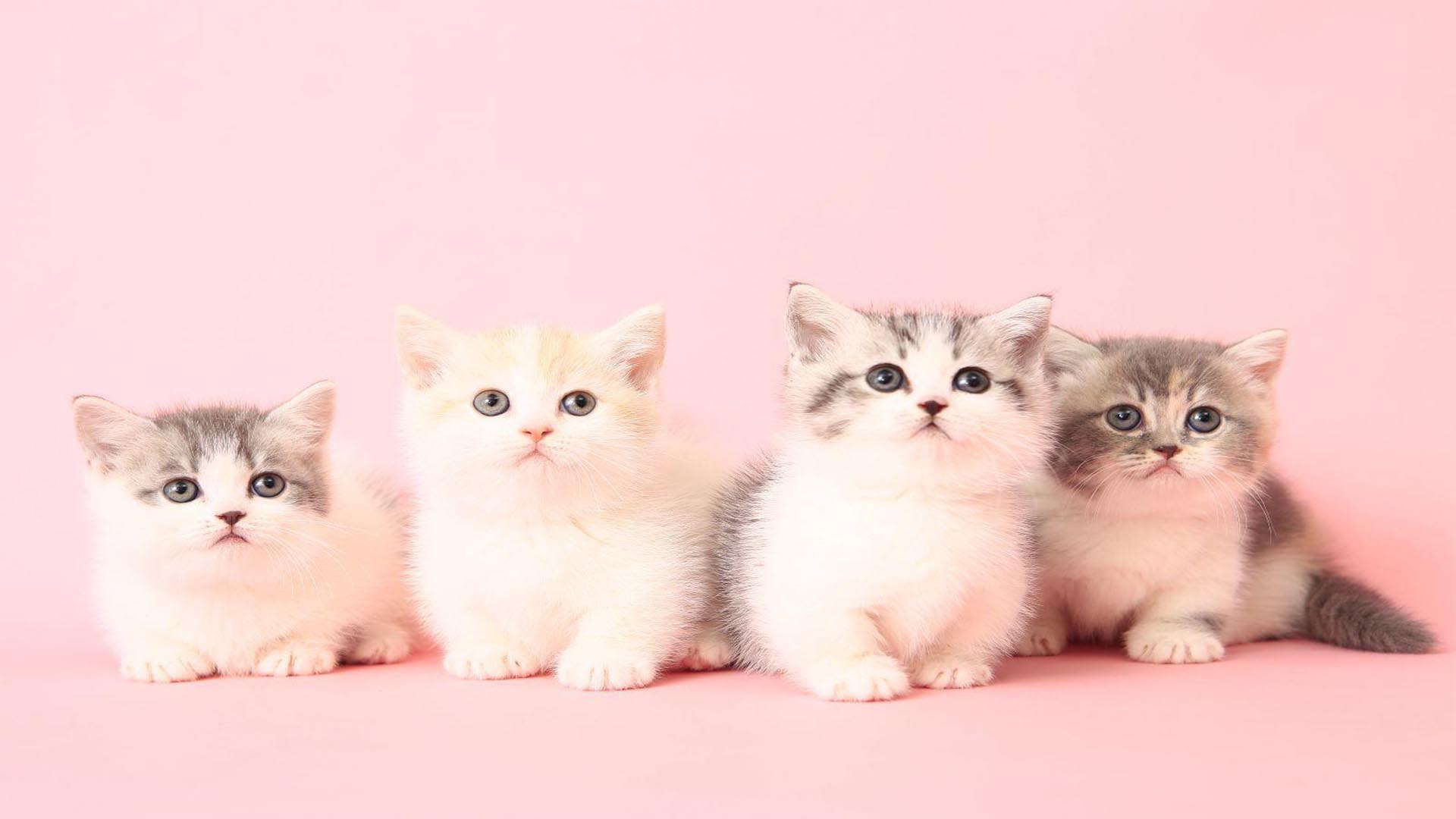 如今的短视频成为带货潮流抖音会是下一个淘宝吗梁小度