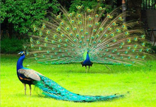 据悉,孔雀下蛋之后却不孵蛋的情况比较常见,因为孔雀数量有限,并且